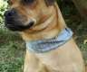 Mops-Dackel Mix - quirliger und...
